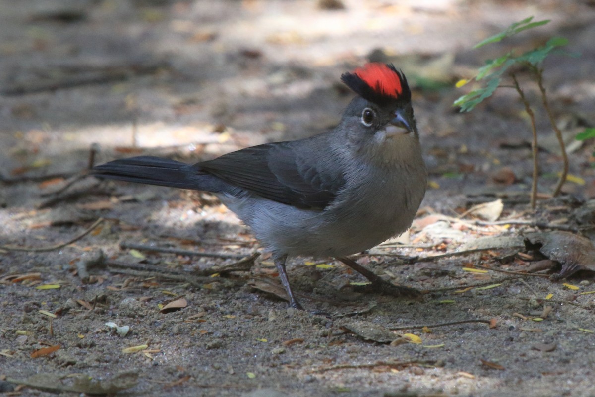 Pileated Finch - ML620338154