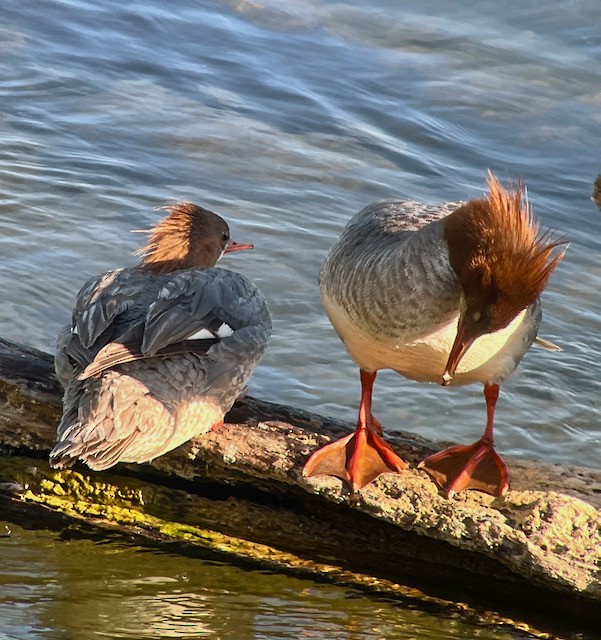 Common Merganser - ML620338159