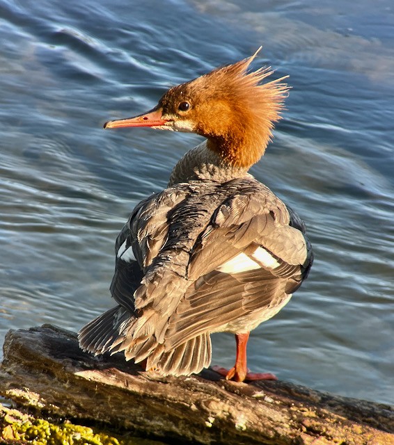 Common Merganser - ML620338160