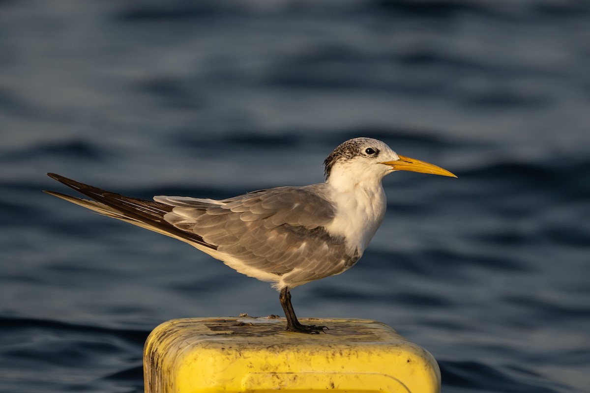 Great Crested Tern - ML620338161