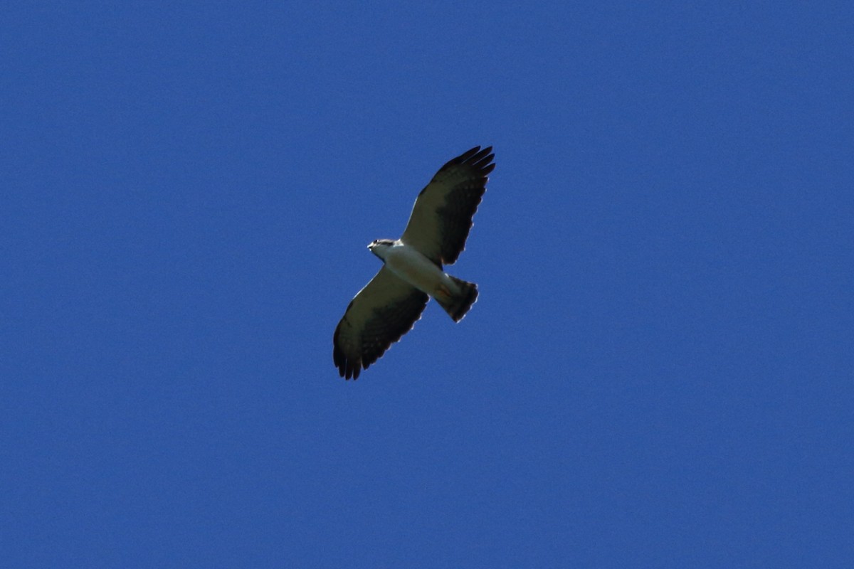 Short-tailed Hawk - ML620338168