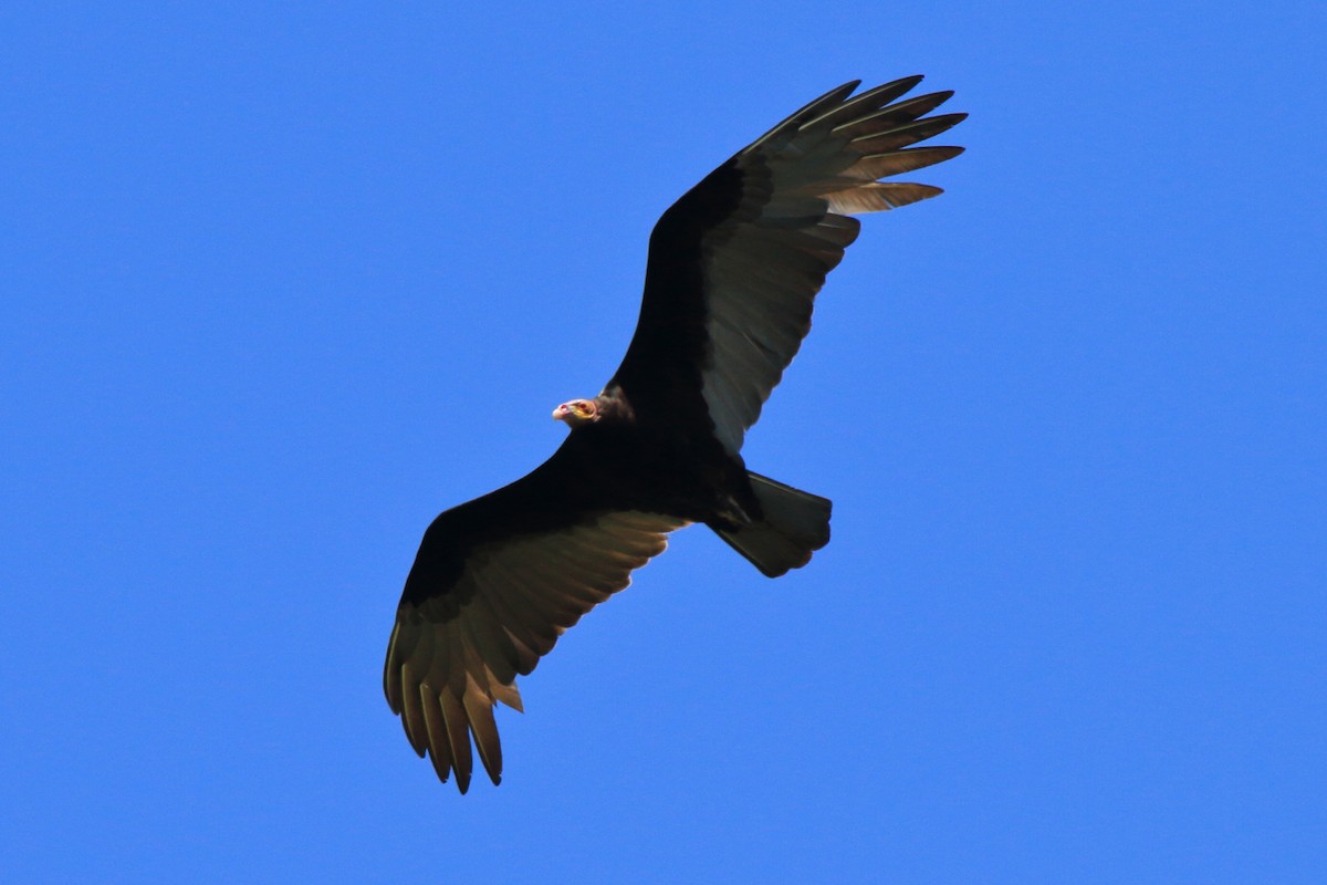 Lesser Yellow-headed Vulture - ML620338169