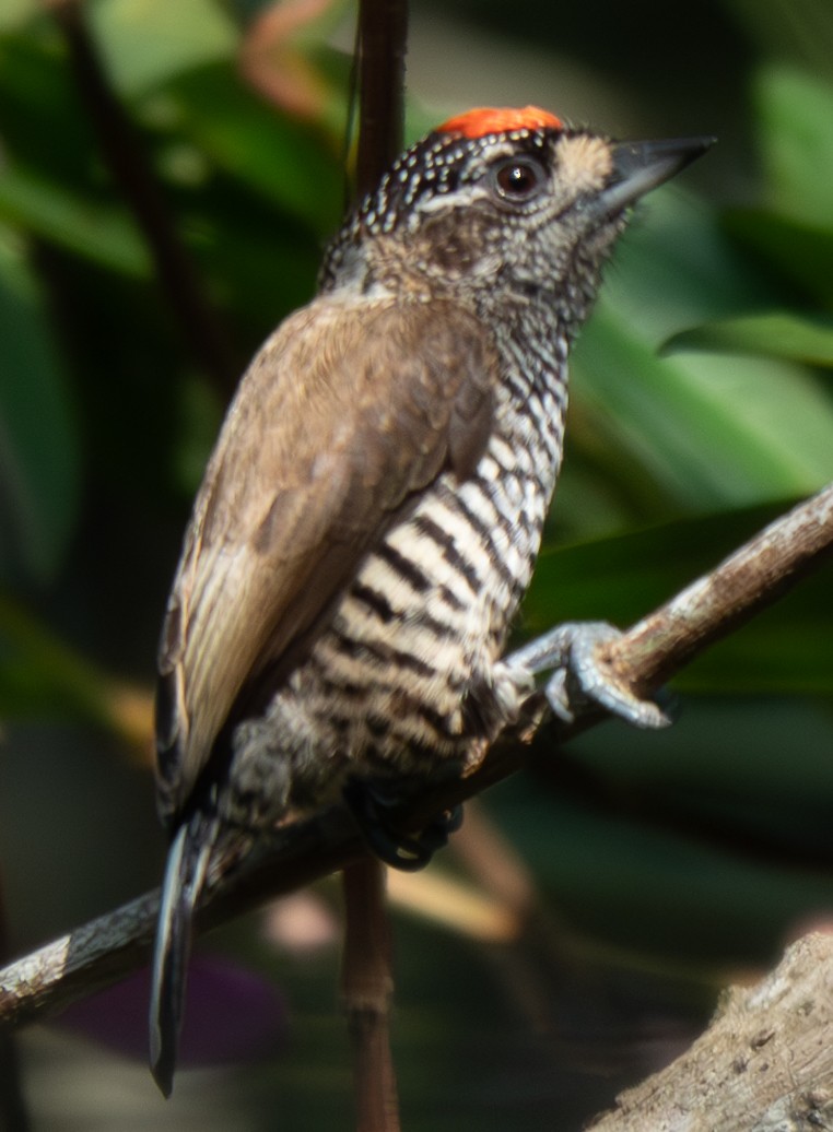White-barred Piculet - ML620338172