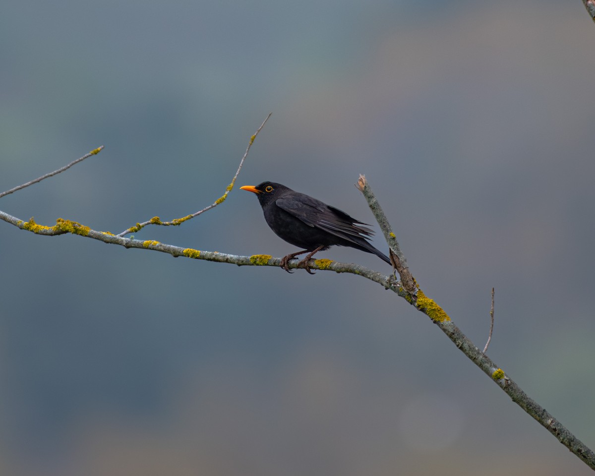 Eurasian Blackbird - ML620338174