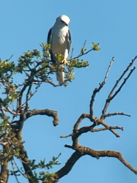 White-tailed Kite - ML620338180