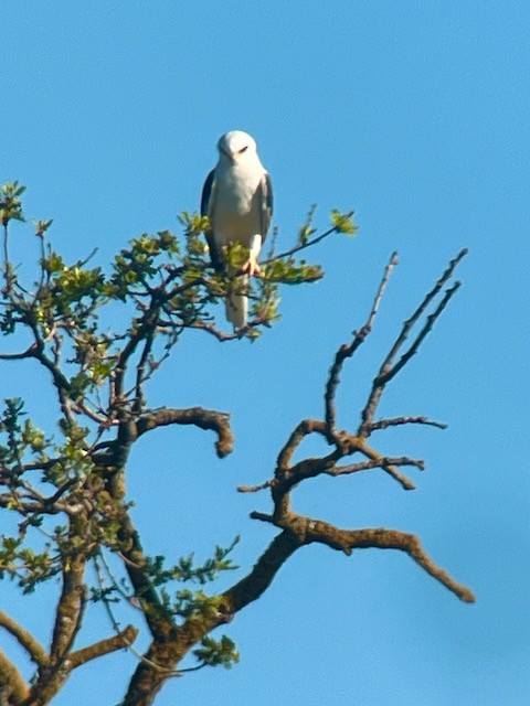 White-tailed Kite - ML620338181