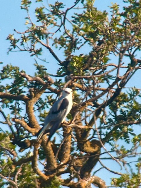 White-tailed Kite - ML620338182