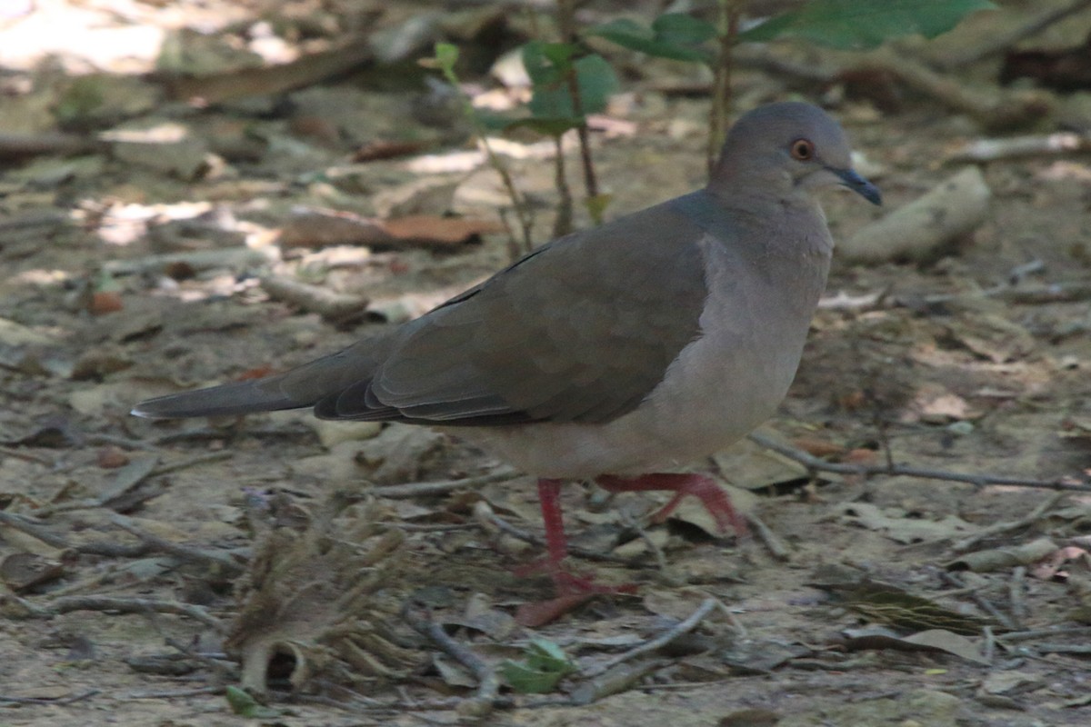 White-tipped Dove (brasiliensis Group) - ML620338186