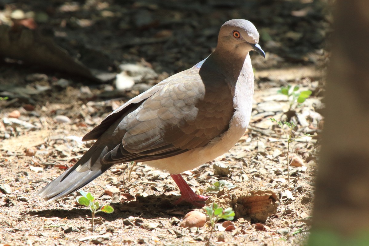 White-tipped Dove (brasiliensis Group) - ML620338187