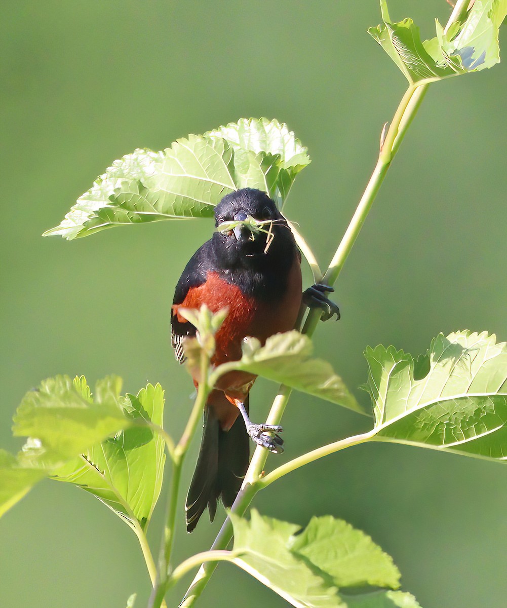 Orchard Oriole - ML620338191