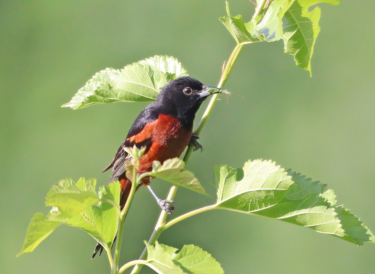 Orchard Oriole - ML620338193