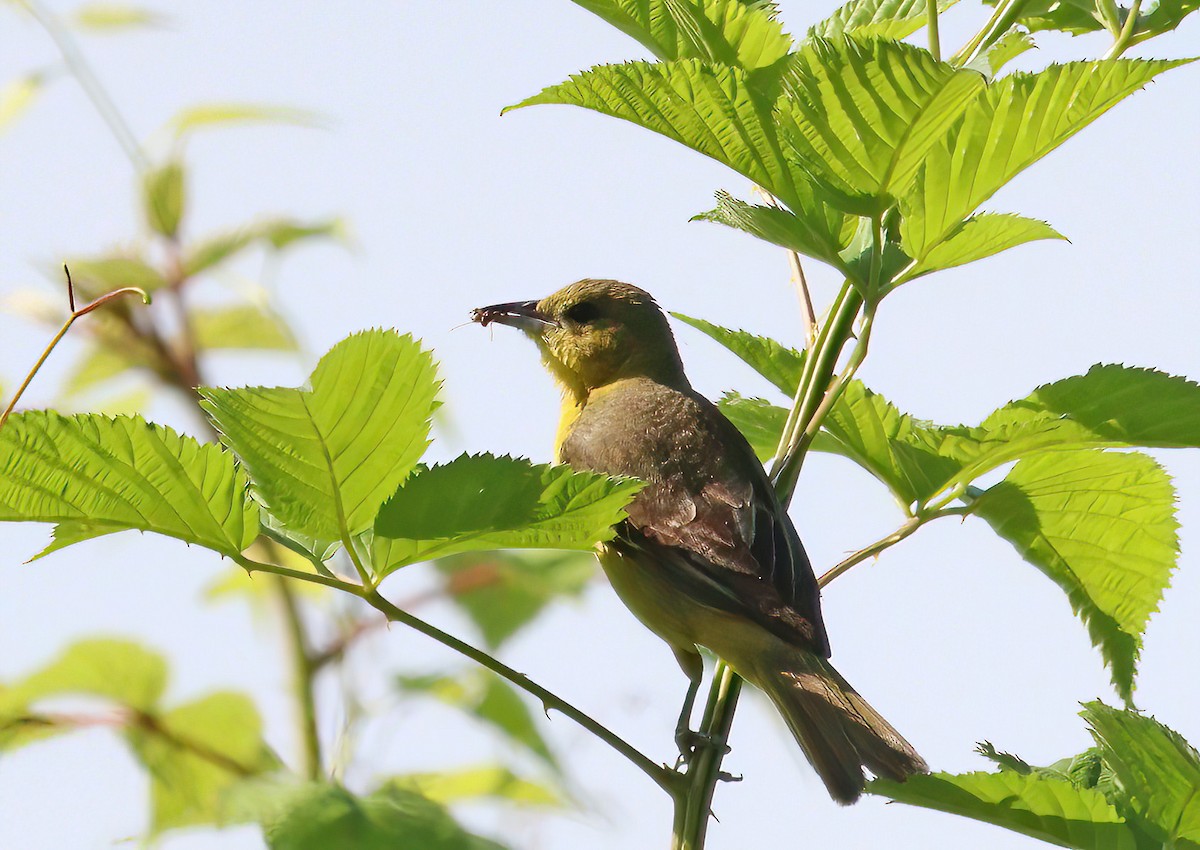 Orchard Oriole - ML620338194