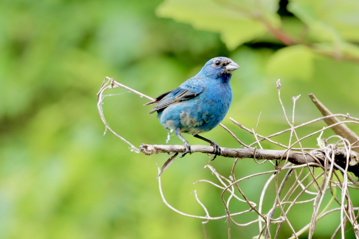 Indigo Bunting - ML620338204