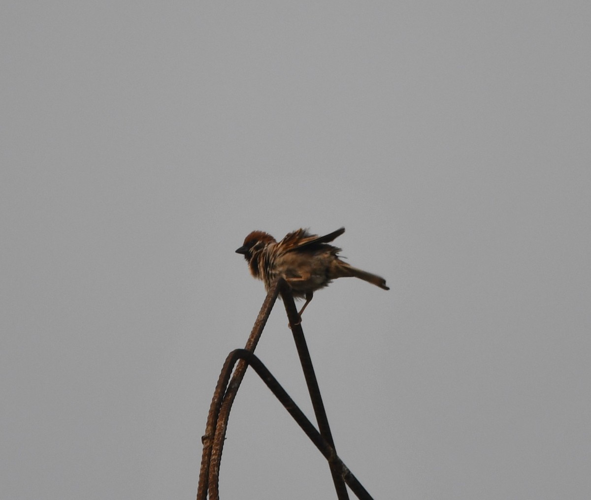 Eurasian Tree Sparrow - ML620338220