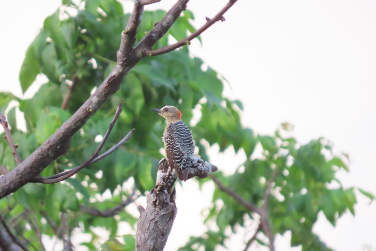 Red-crowned Woodpecker - ML620338233