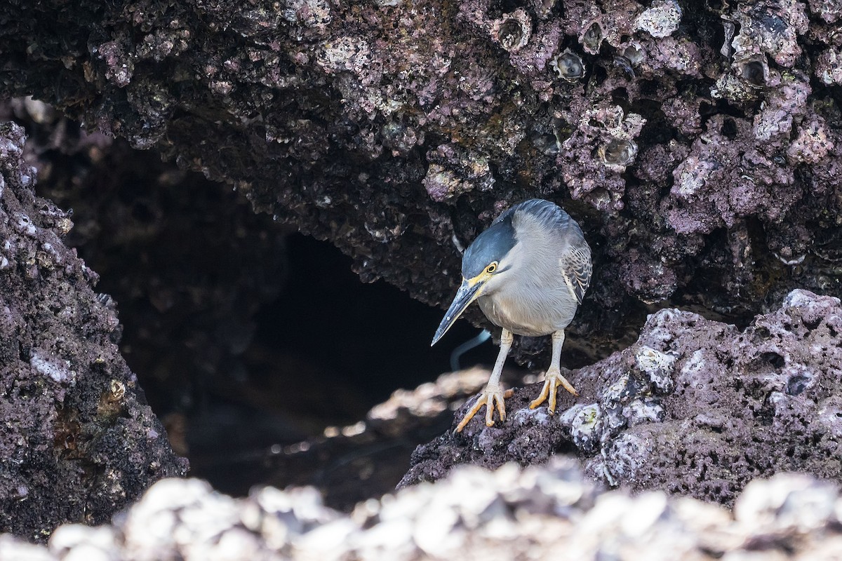 Striated Heron - Núria Ferrer Barbany