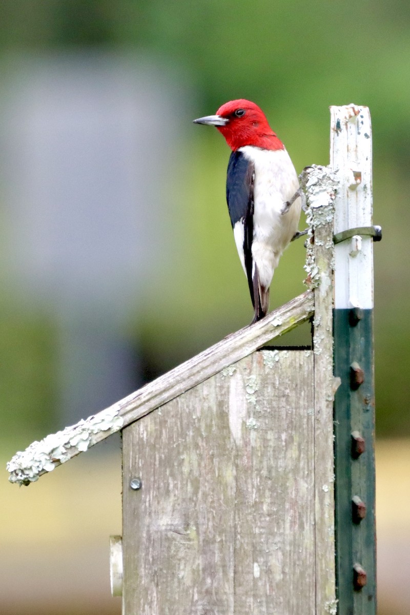 Red-headed Woodpecker - ML620338239