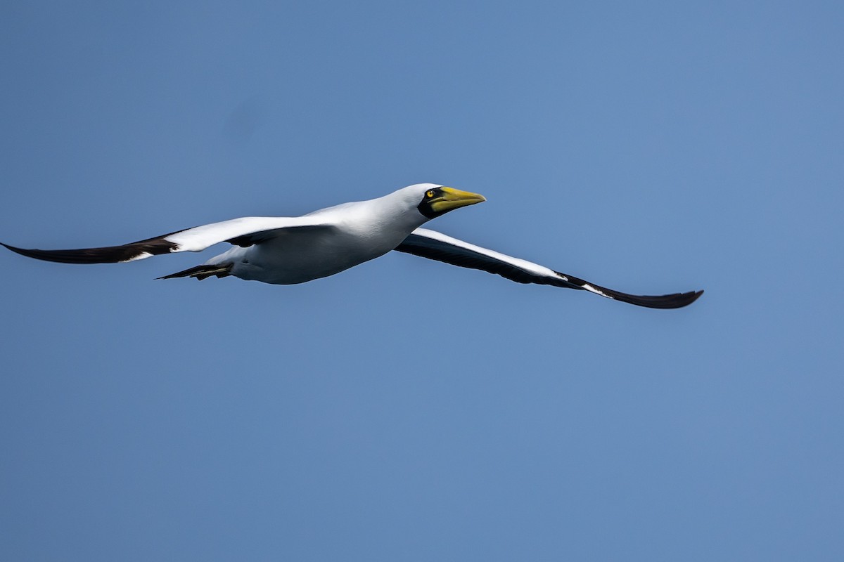 Masked Booby - ML620338240