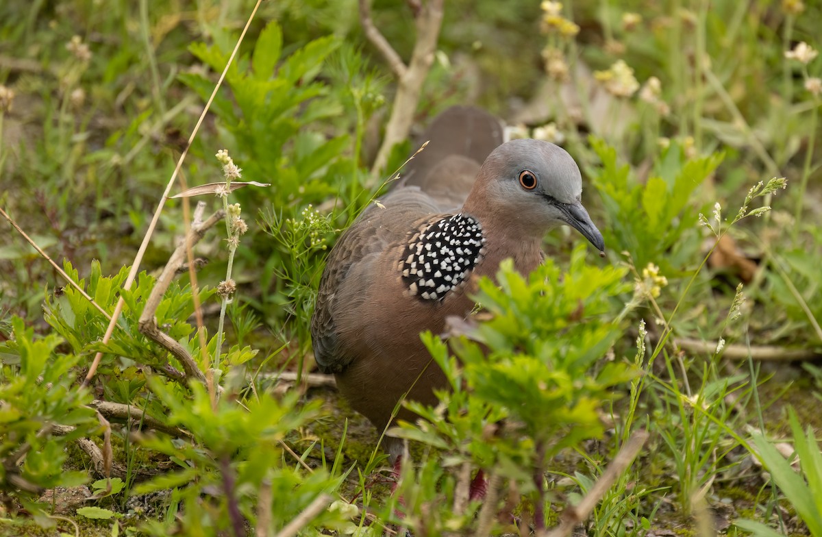 Spotted Dove - ML620338245