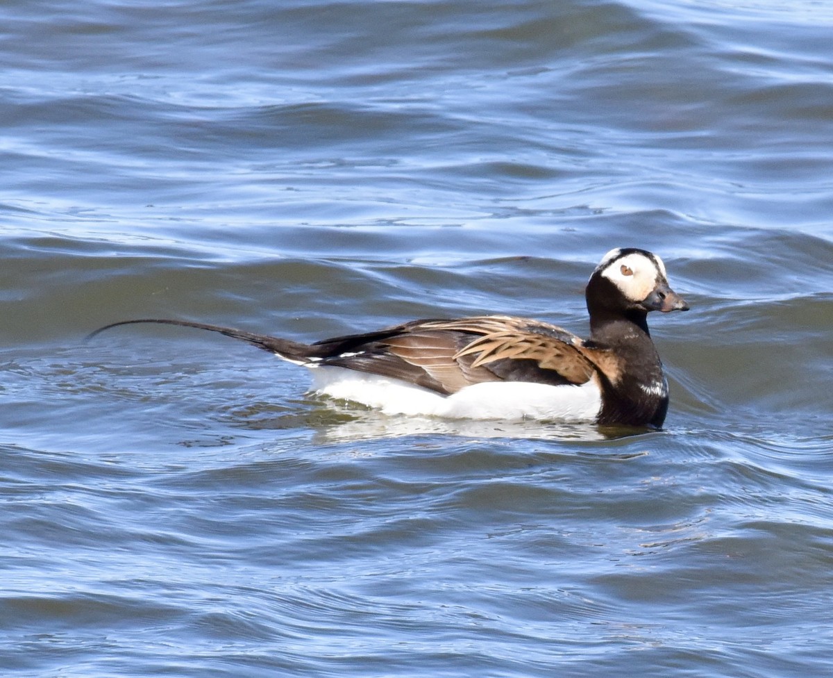 Long-tailed Duck - ML620338268