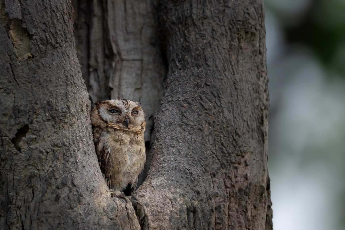 Collared Scops-Owl - ML620338273