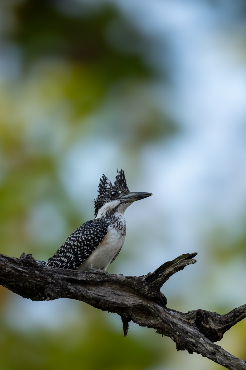 Crested Kingfisher - ML620338277