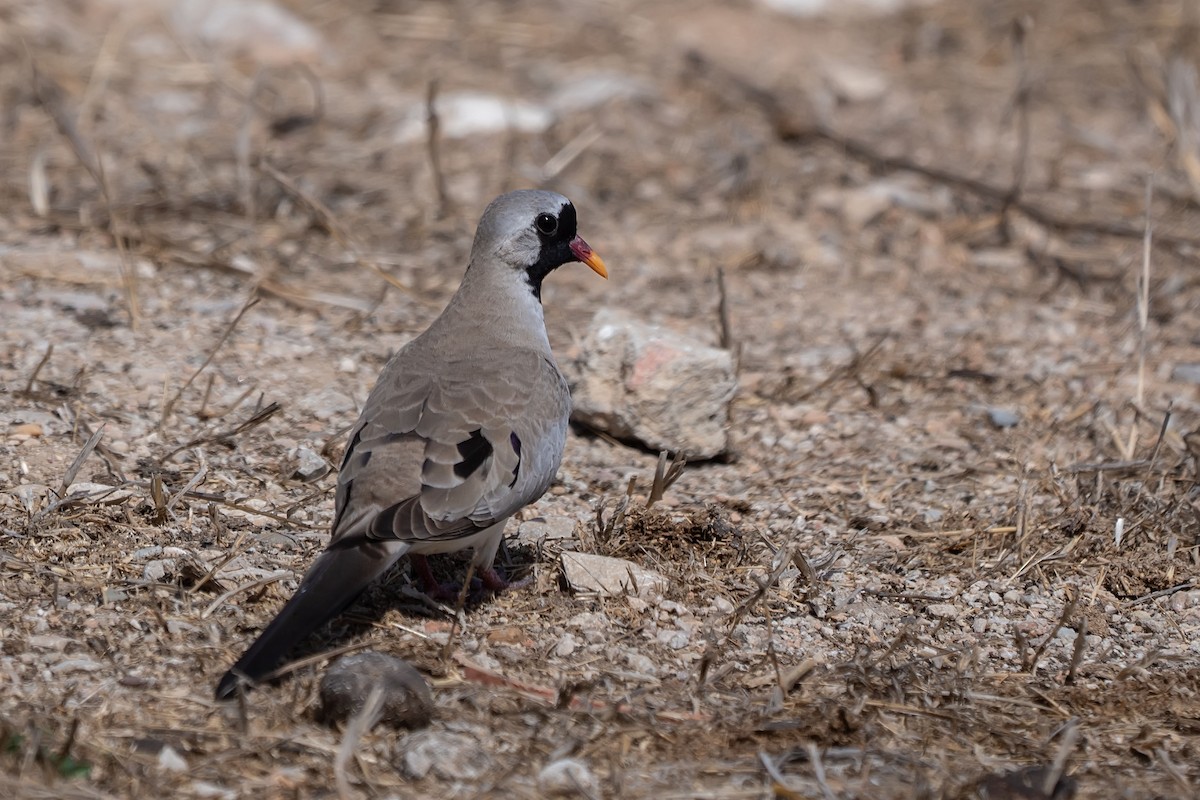 Namaqua Dove - ML620338343