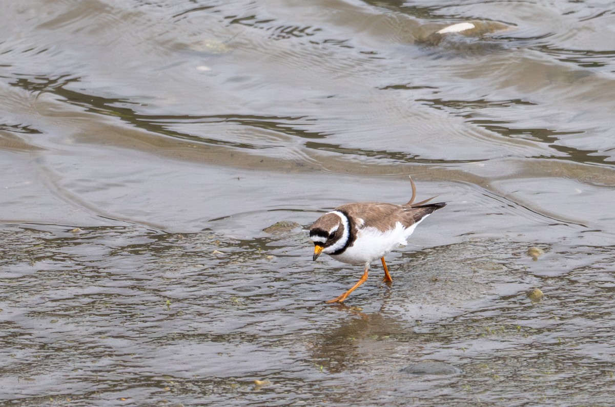 Common Ringed Plover - ML620338355