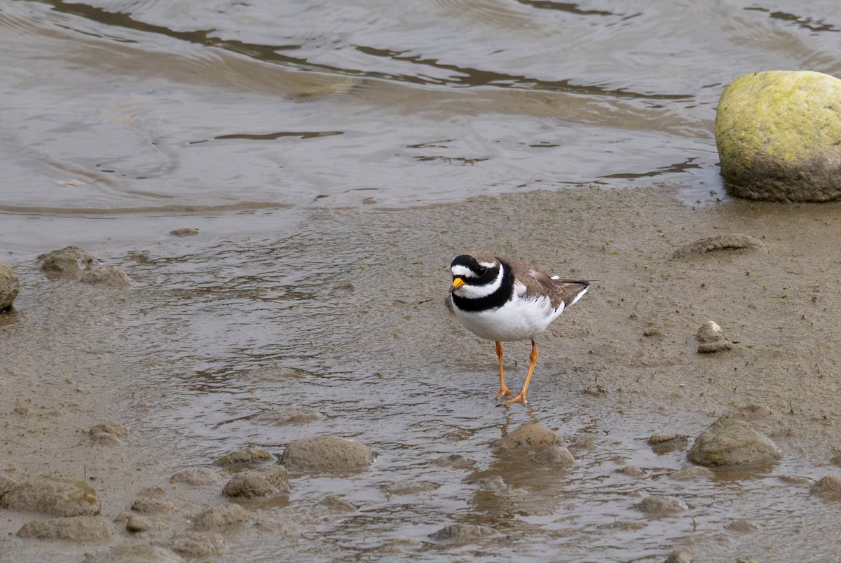 Common Ringed Plover - ML620338356