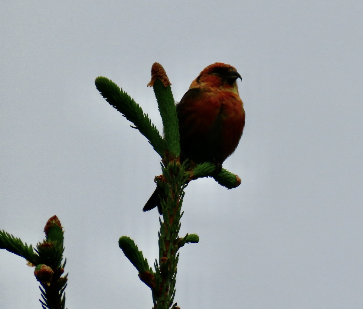 White-winged Crossbill (leucoptera) - ML620338372