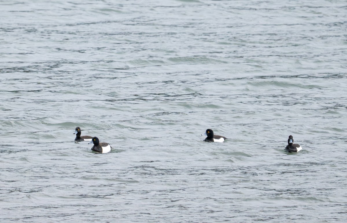 Greater Scaup - ML620338381