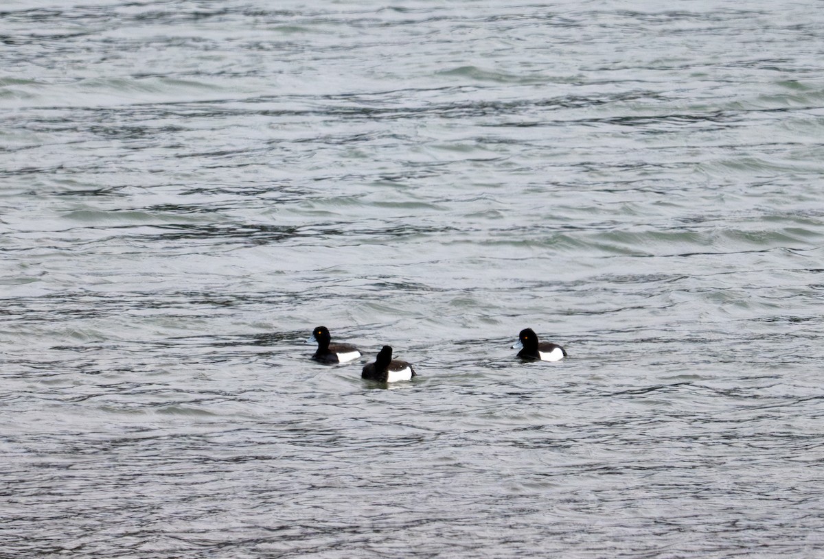 Greater Scaup - ML620338382