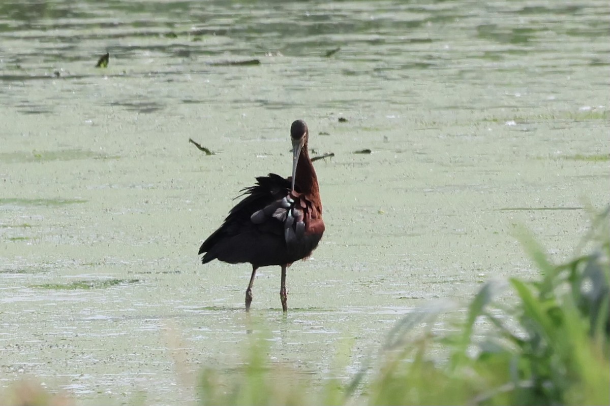 Ibis à face blanche - ML620338439