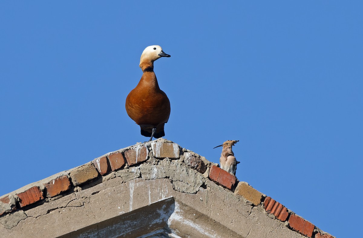 Ruddy Shelduck - Robert Hutchinson / Birdtour Asia
