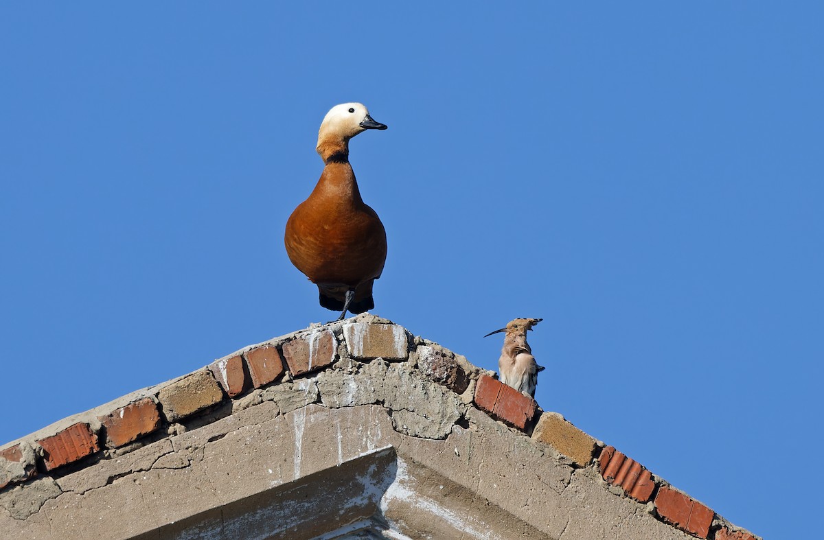 Ruddy Shelduck - Robert Hutchinson