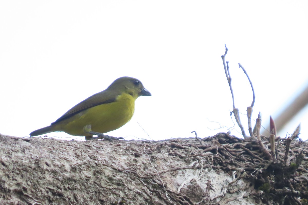 Thick-billed Euphonia - ML620338453