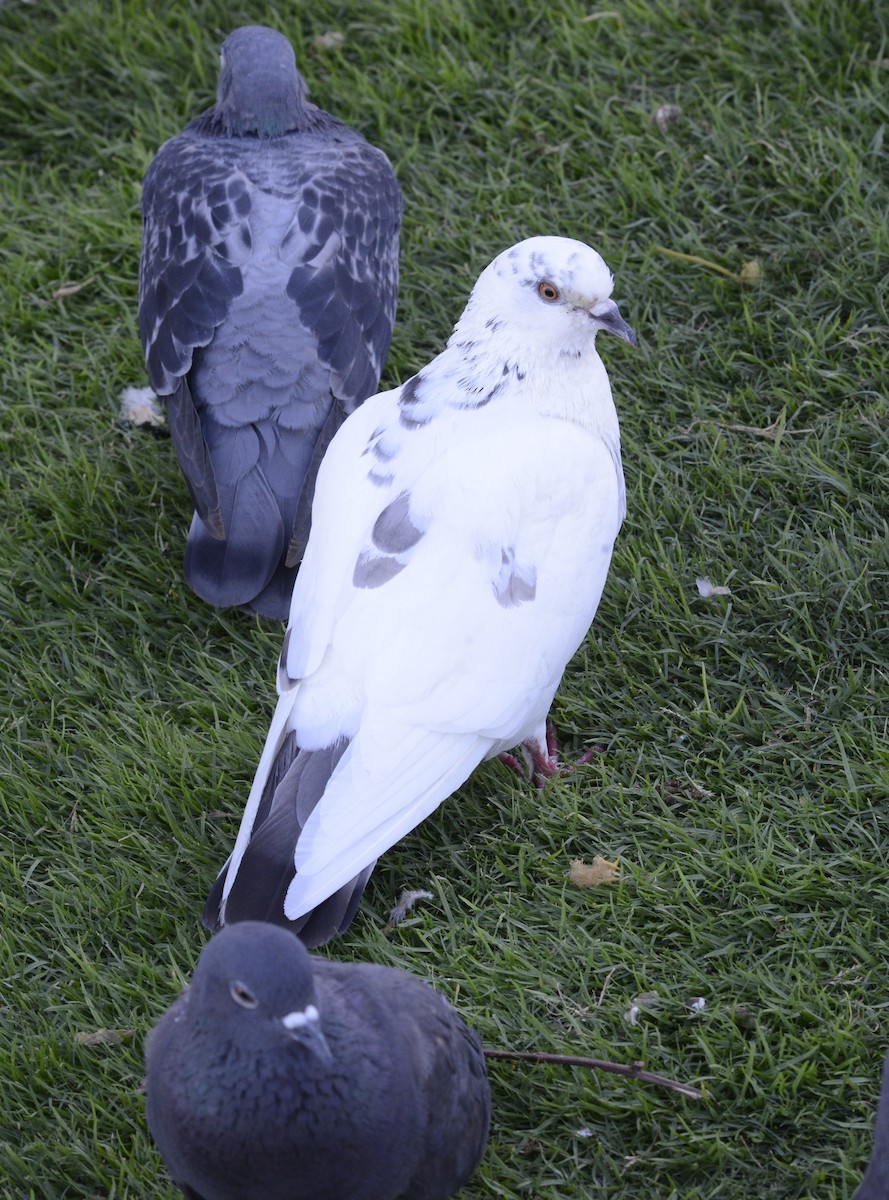 Rock Pigeon (Feral Pigeon) - ML620338461