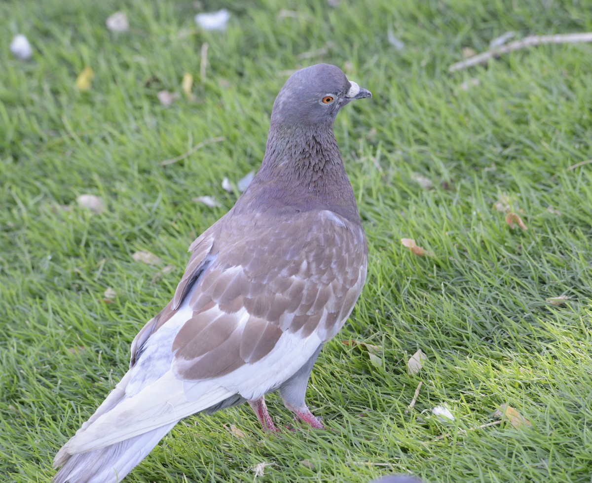 Rock Pigeon (Feral Pigeon) - ML620338463