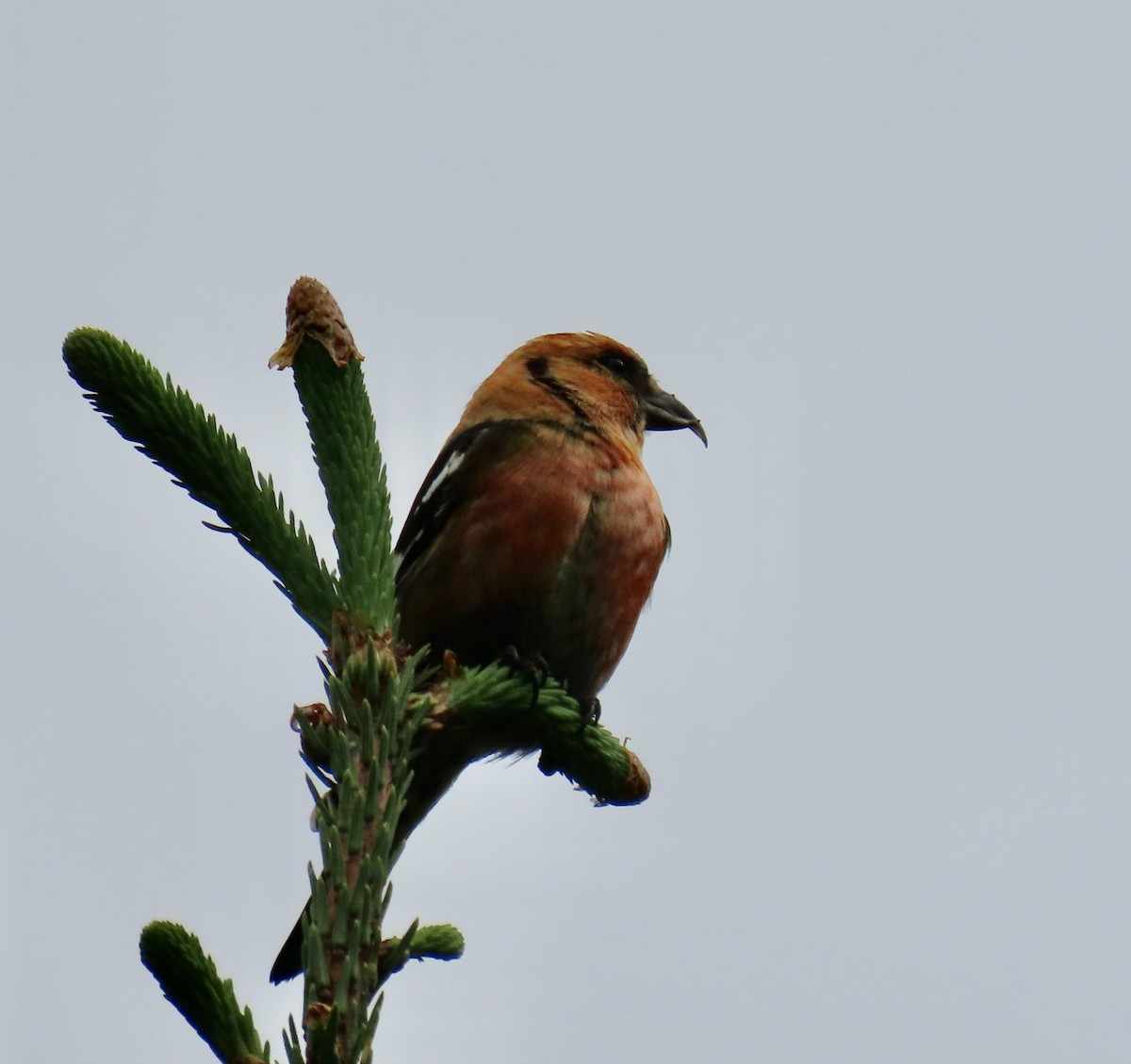 White-winged Crossbill (leucoptera) - ML620338464