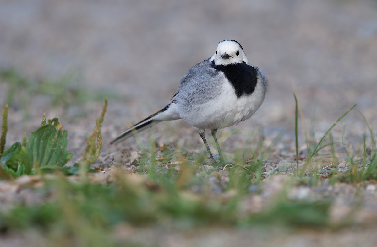 White Wagtail (Transbaikalian) - ML620338476