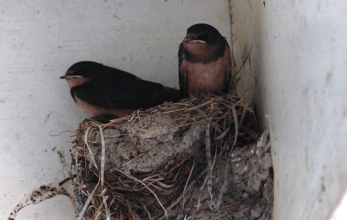 Golondrina Común (americana) - ML620338482