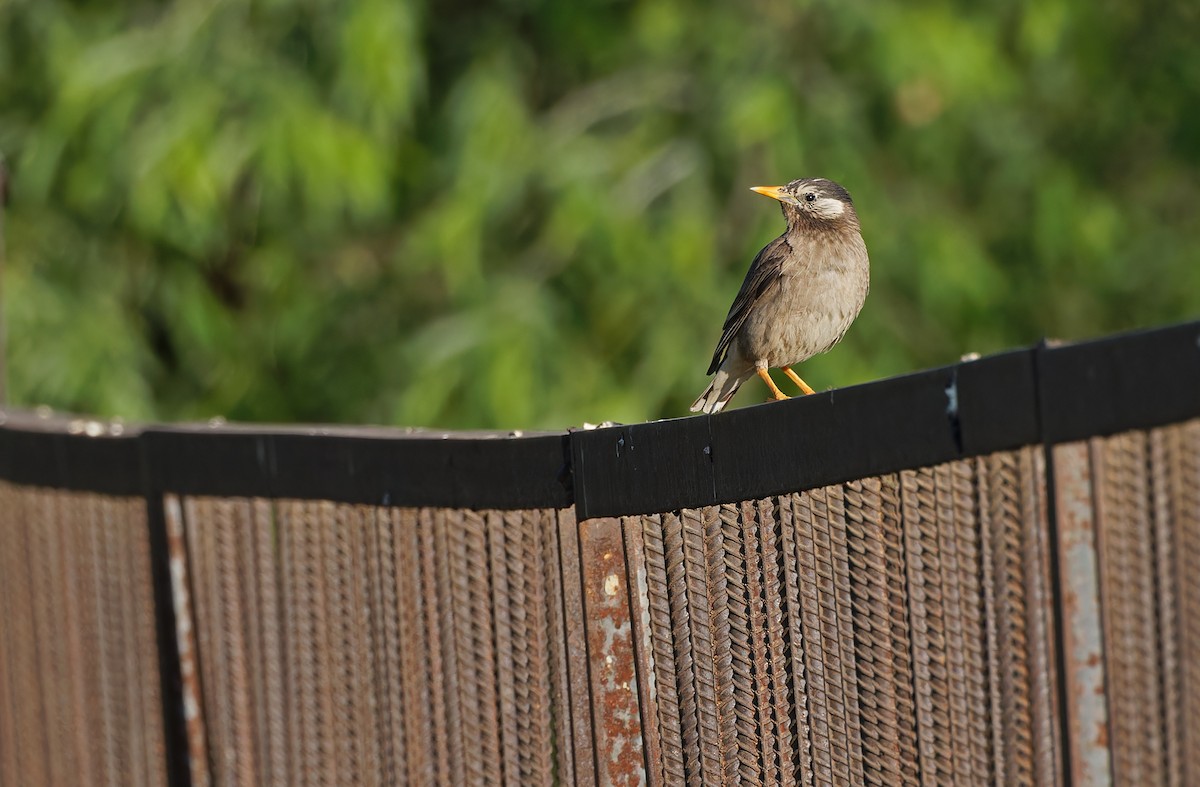 White-cheeked Starling - ML620338484