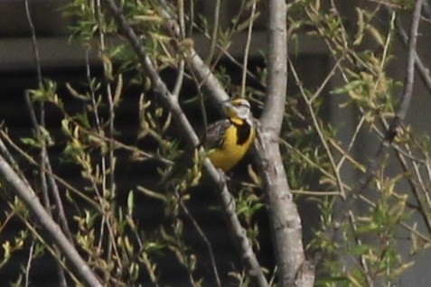 Eastern Meadowlark - ML620338492