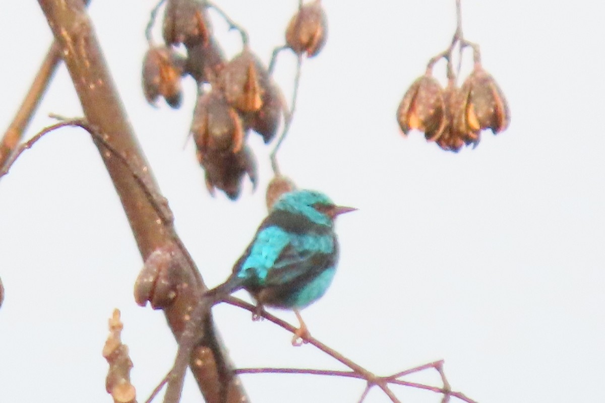 Blue Dacnis - ML620338496