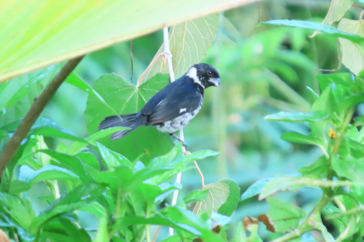 Variable Seedeater - ML620338509