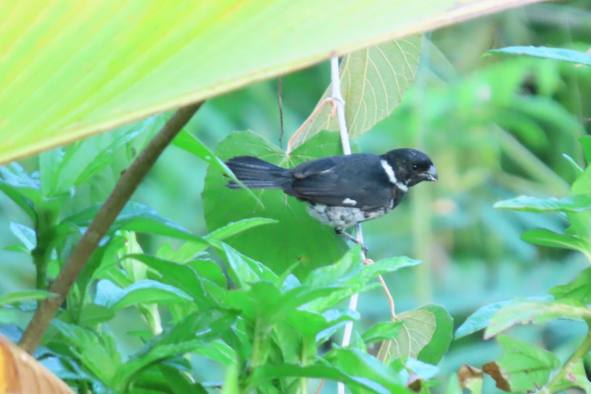 Variable Seedeater - ML620338510