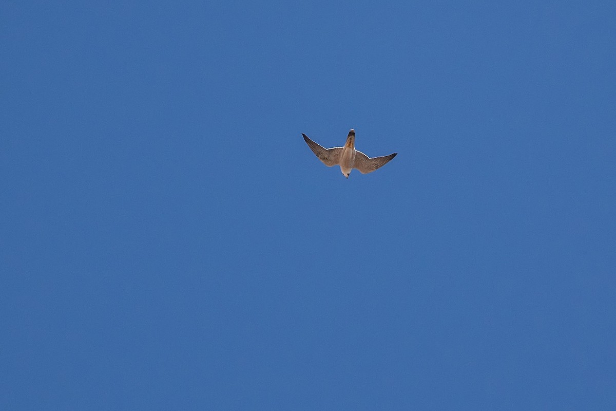 Peregrine Falcon (Barbary) - ML620338523