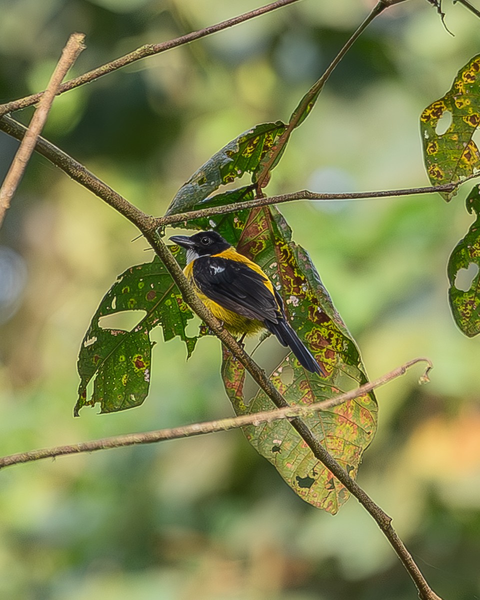 White-throated Shrike-Tanager - ML620338524