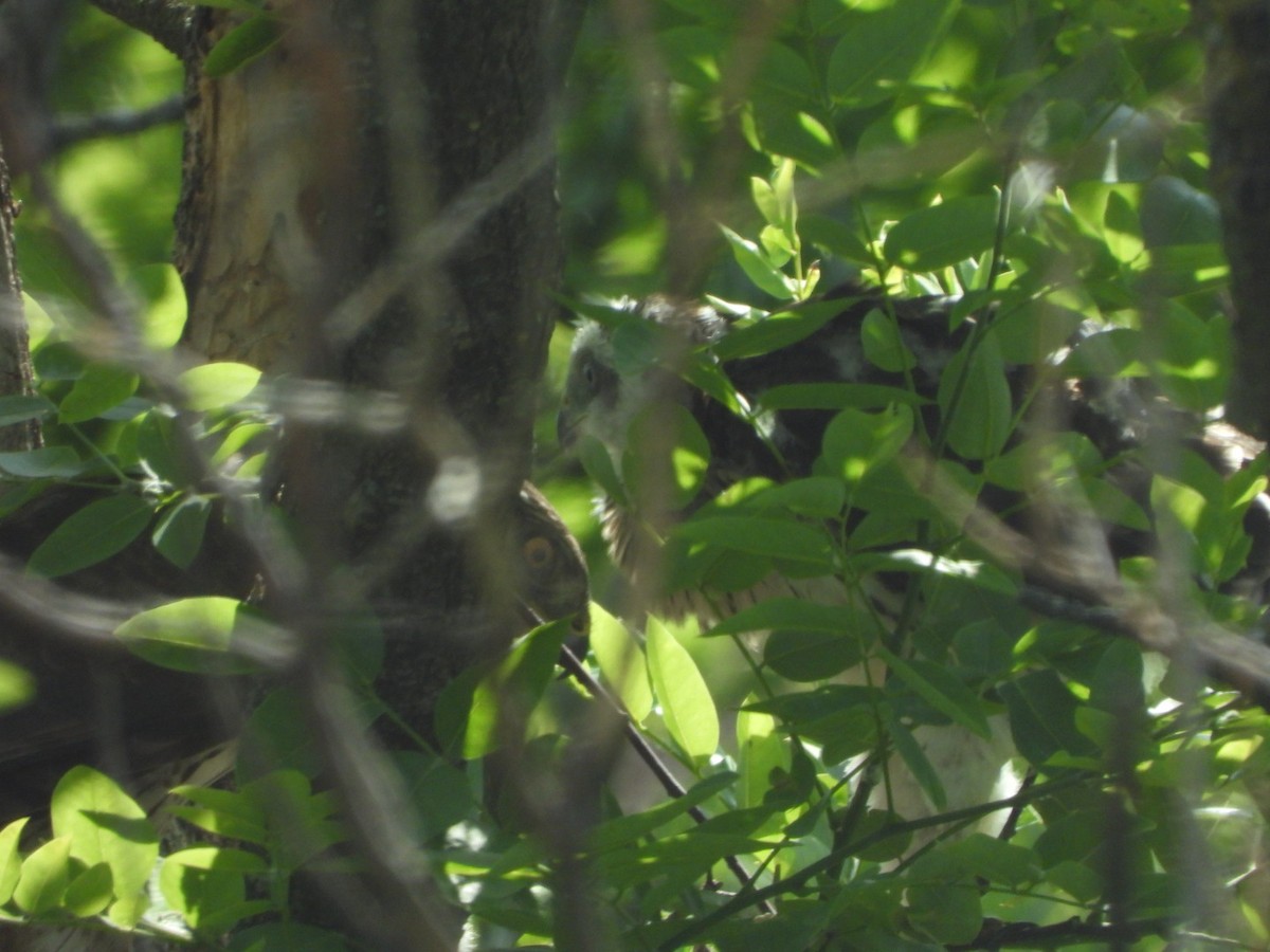 Cooper's Hawk - ML620338532