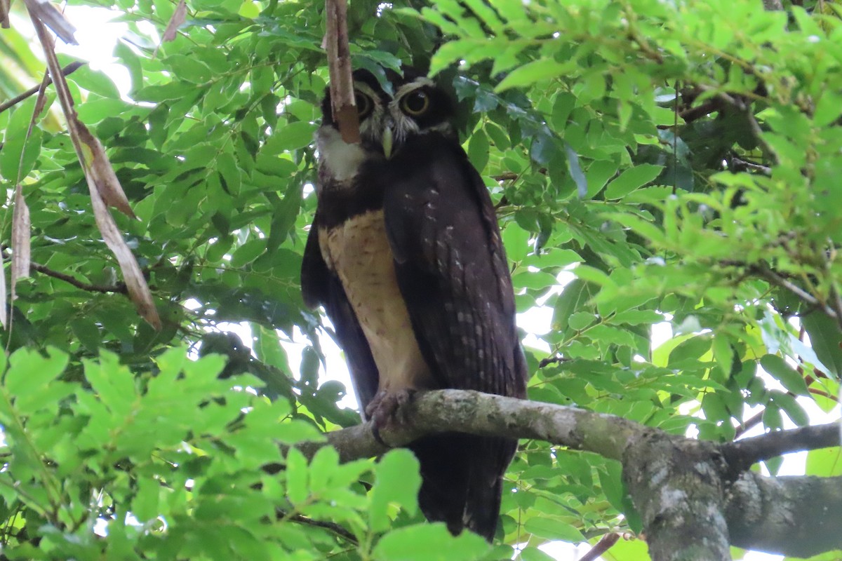 Spectacled Owl - ML620338538